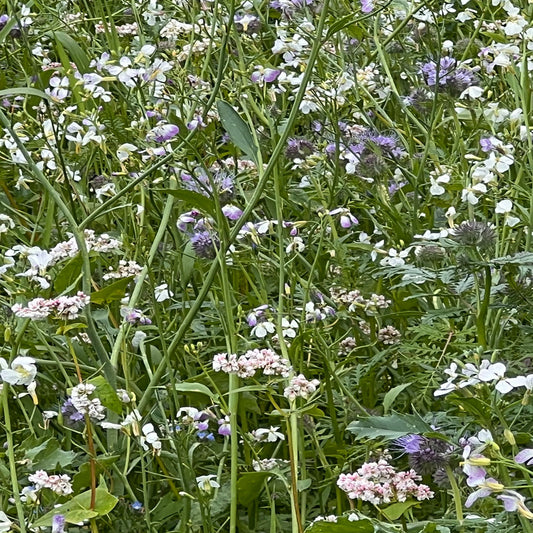 Schmetterling Blumenwiese in Blüte