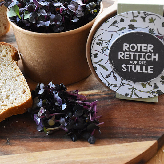 Microgreens roter Rettich zum Aussäen für den Salat