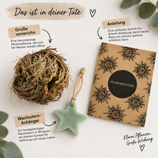 Pflanze eine Rose von Jericho Wundertüte