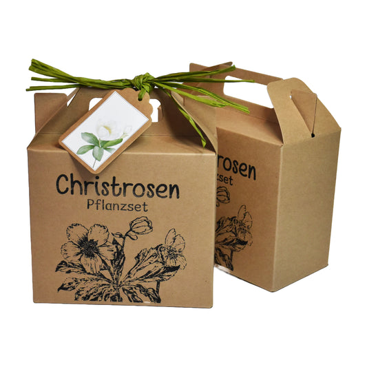 Christrosen Anzuchtset für blühende Winter