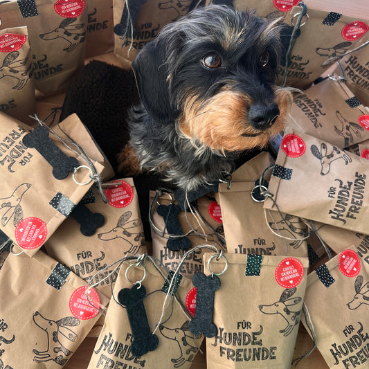 Rauhaardackel in einem Wundertüten Nest für Hundefreunde