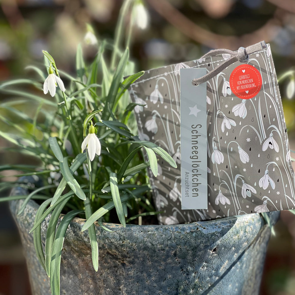 Kleiner Weihnachtsgruß mit Schneeglöckchen Saatgut
