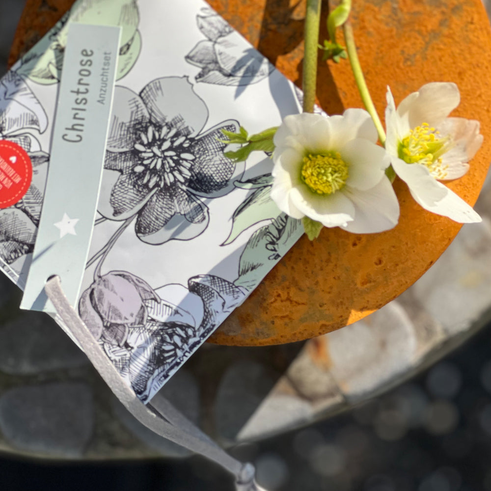 Kleiner Weihnachtsgruß mit Christrose Saatgut