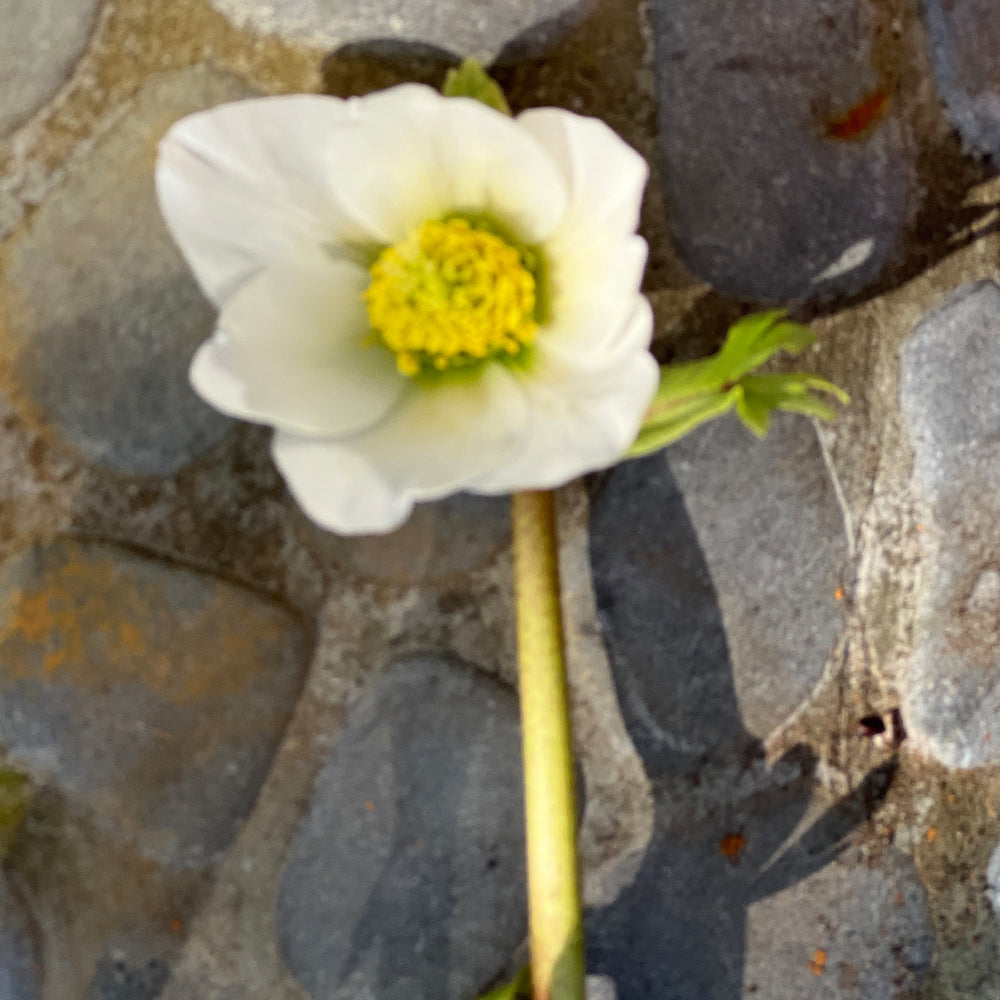 Christrosen Anzuchtset für blühende Winter