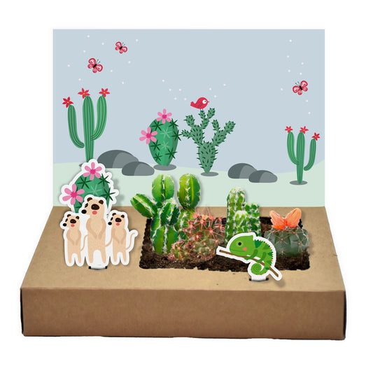 Mini- Kakteen Garten - Kreatives Pop Up Garten Set