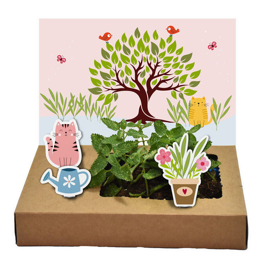 Mini-Garten Katzenminze - Kreatives Pop Up Garten Set
