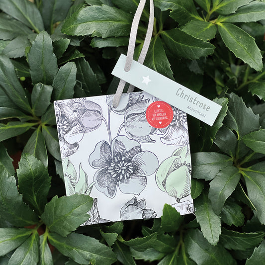 Kleiner Weihnachtsgruß mit Christrose Saatgut