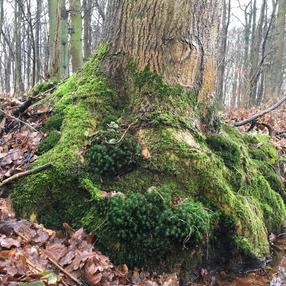 Lieblingsstück der Woche: Unser EINHORN ZUM SELBERGIESSEN