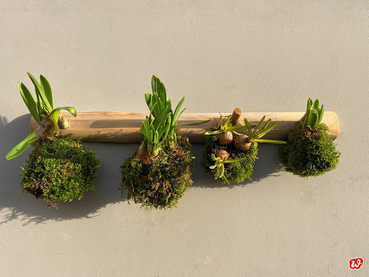 DIY-Frühlingsmooskugeln – Warm gebettet in die grüne Jahreszeit