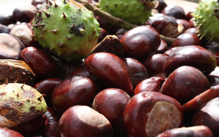 Einladung zum Herbstspaziergang – Drei auf einen Streich!