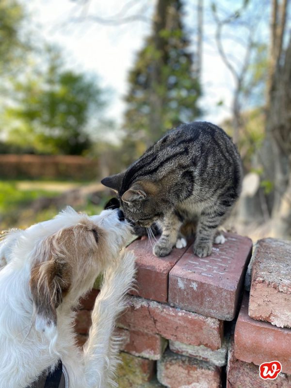 Fellnasen …Ziemlich beste Freunde! Team Hund oder Team Katze
