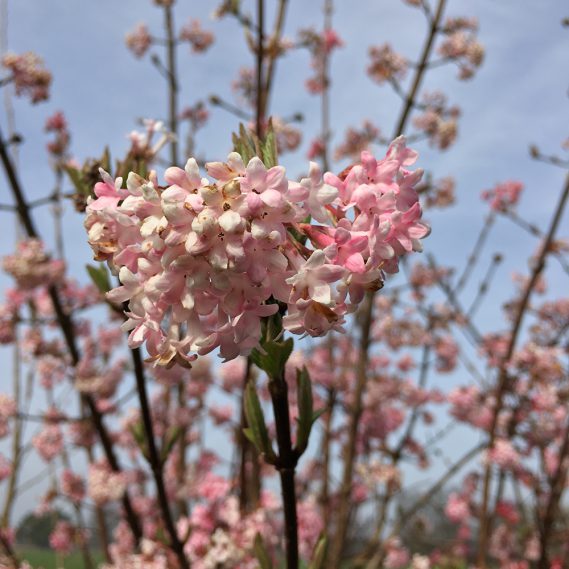 Hasenparade und Osterreigen…Teil 1