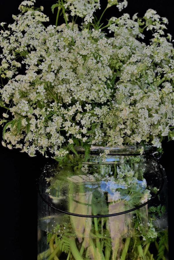 Frühlingsgezwitscher