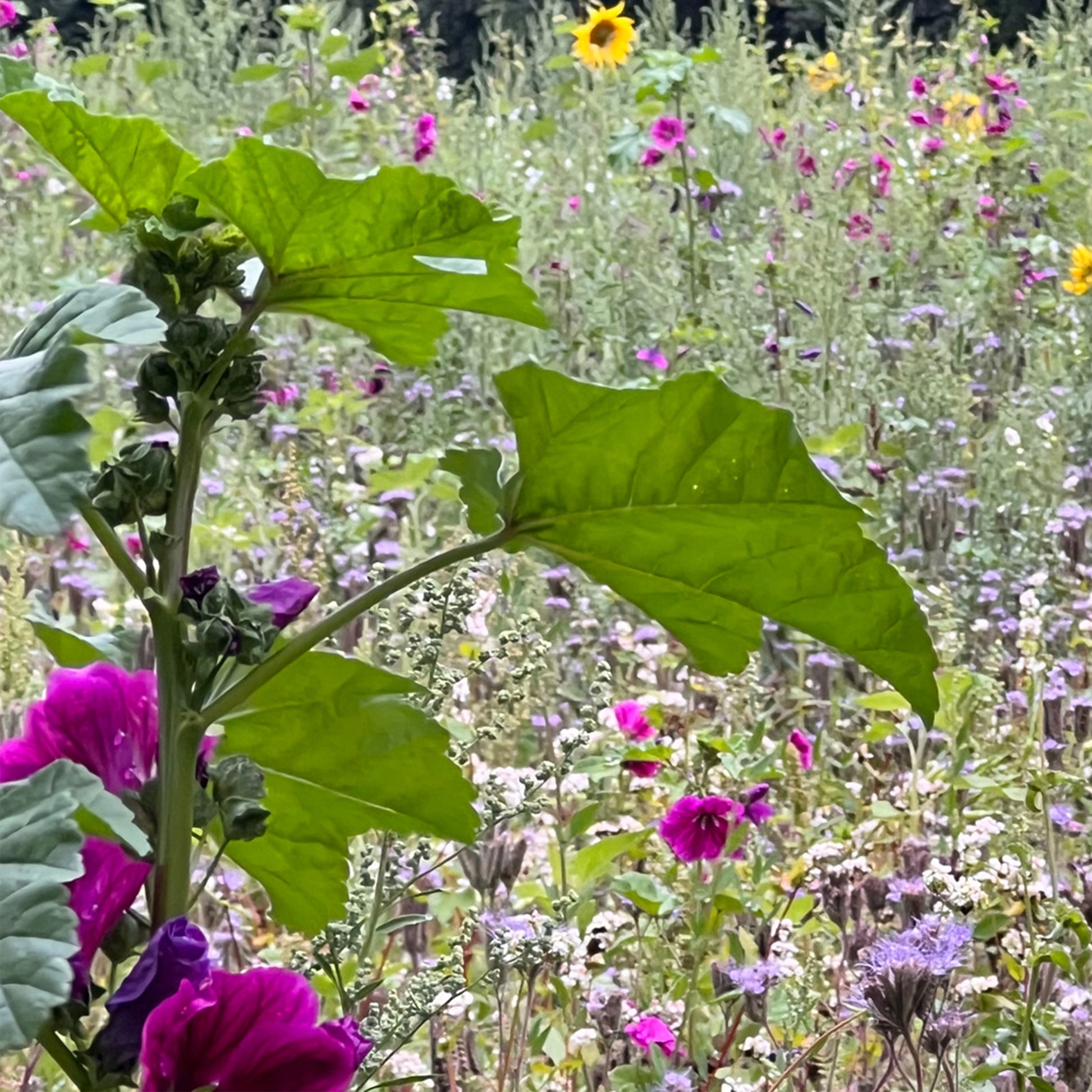 Bienenwiese 