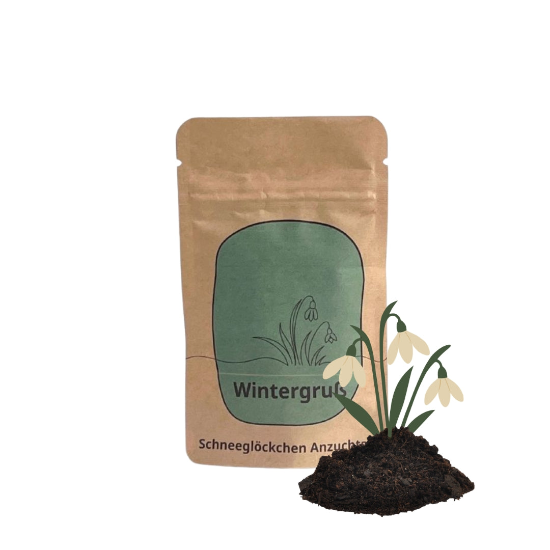 Wintergruß Anzuchtset mit Schneeglöckchen Samen