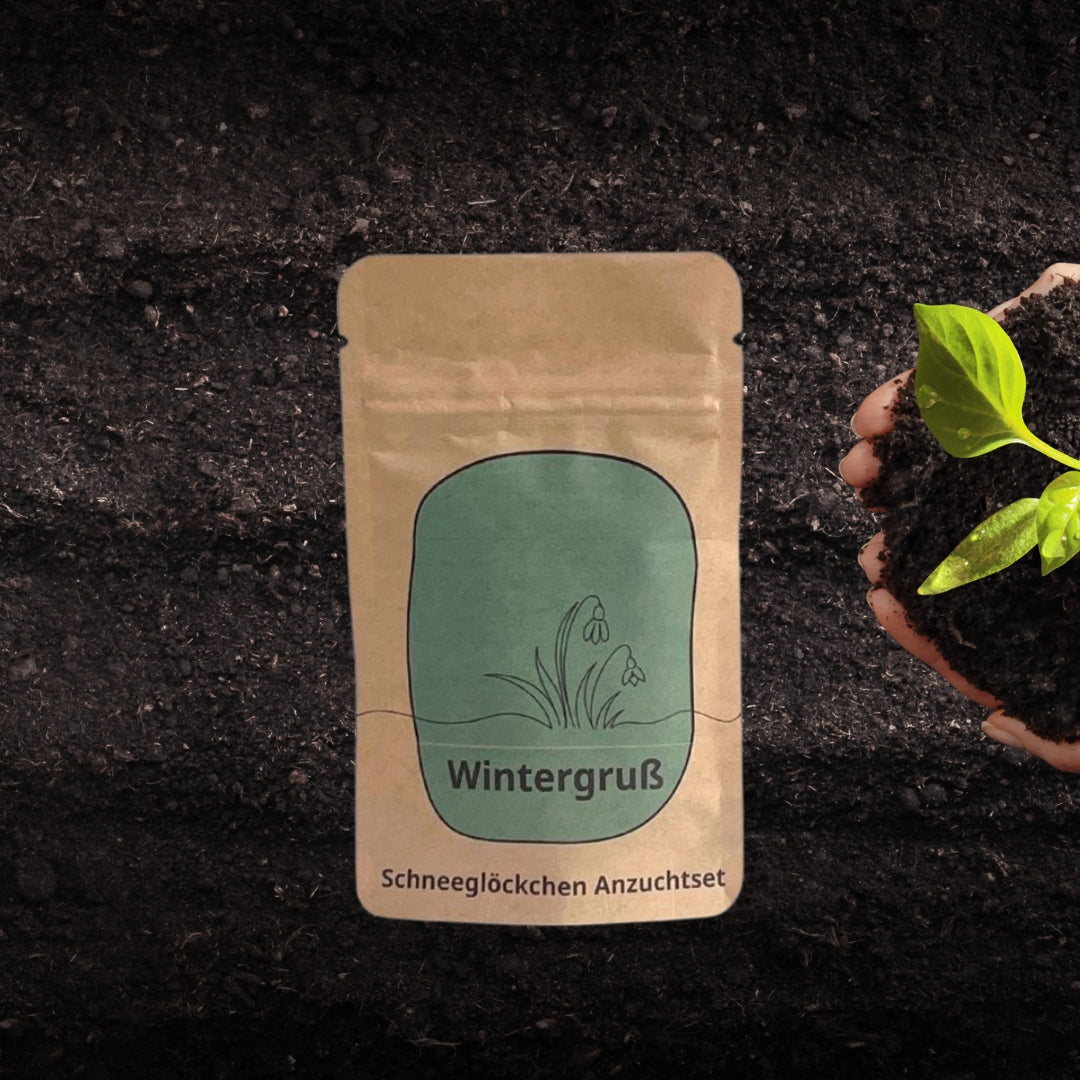 Wintergruß Anzuchtset mit Schneeglöckchen Samen