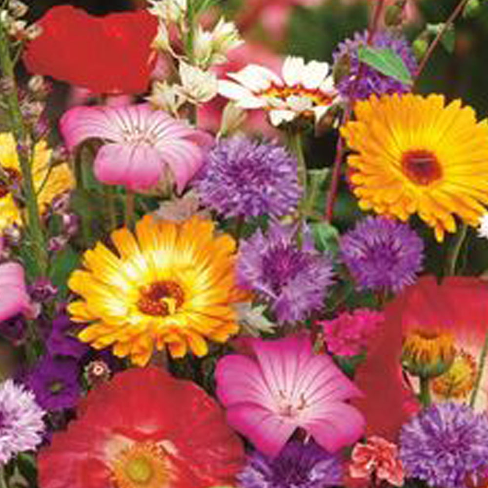 Beispiel Geburtstagsblumen