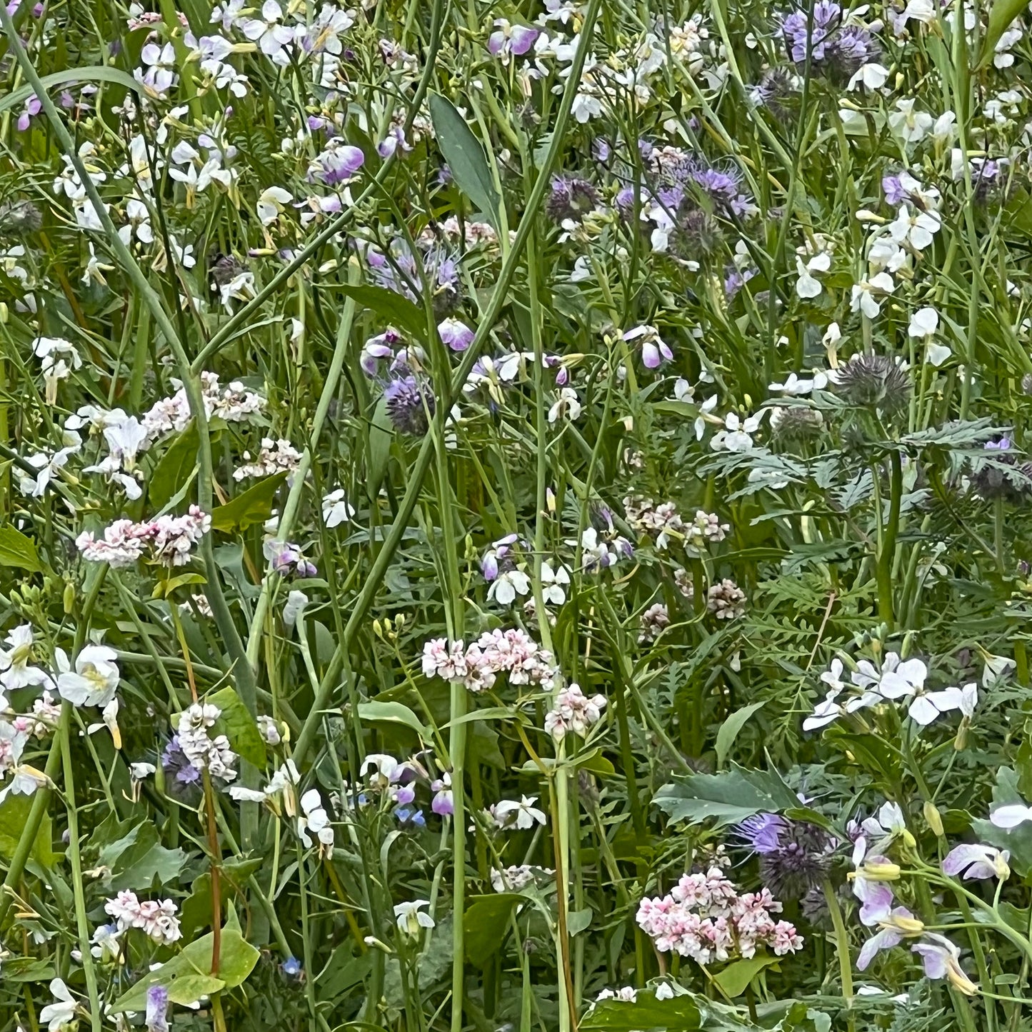 Blumenwiese für Schmetterlinge