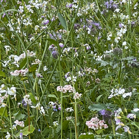 Blumenwiese für Schmetterlinge