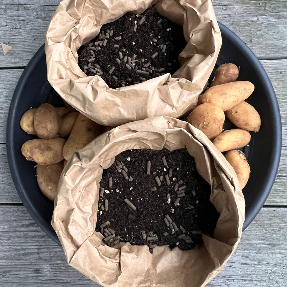 Kartoffeln ziehen im Papiersack