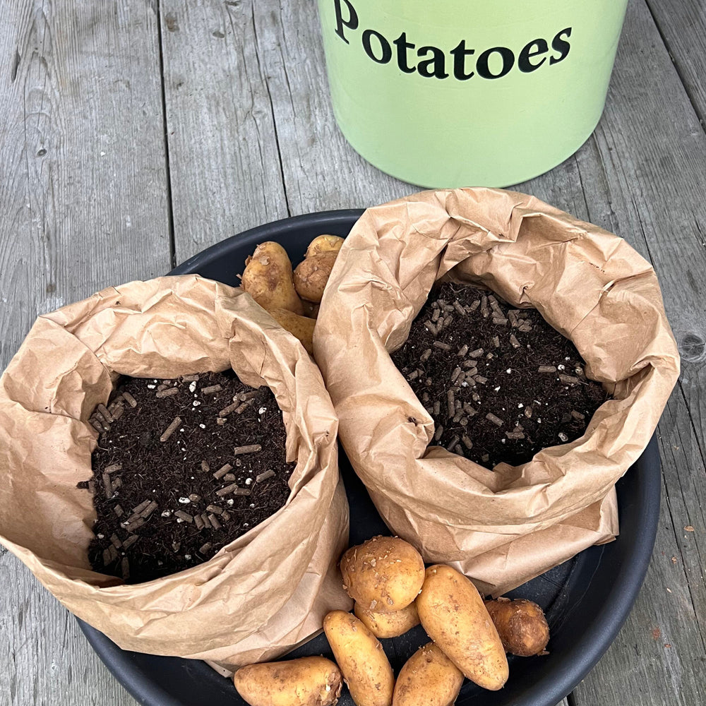 Superkartoffel Pflanzsäcke mit Kartoffeln