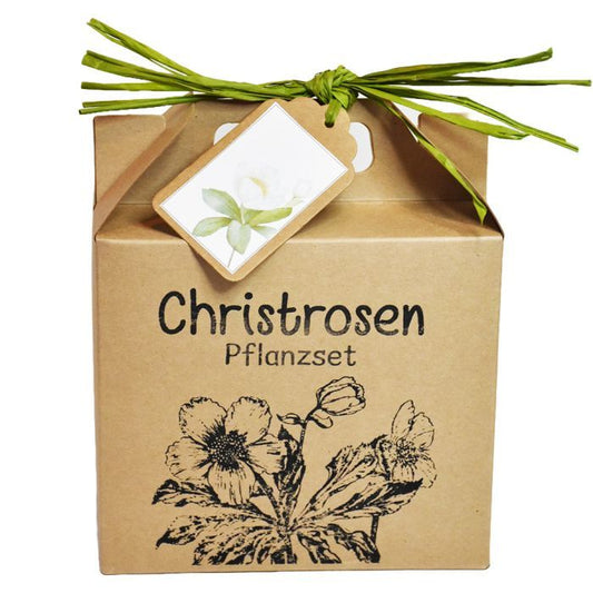 Christrosen Anzuchtset für blühende Winter