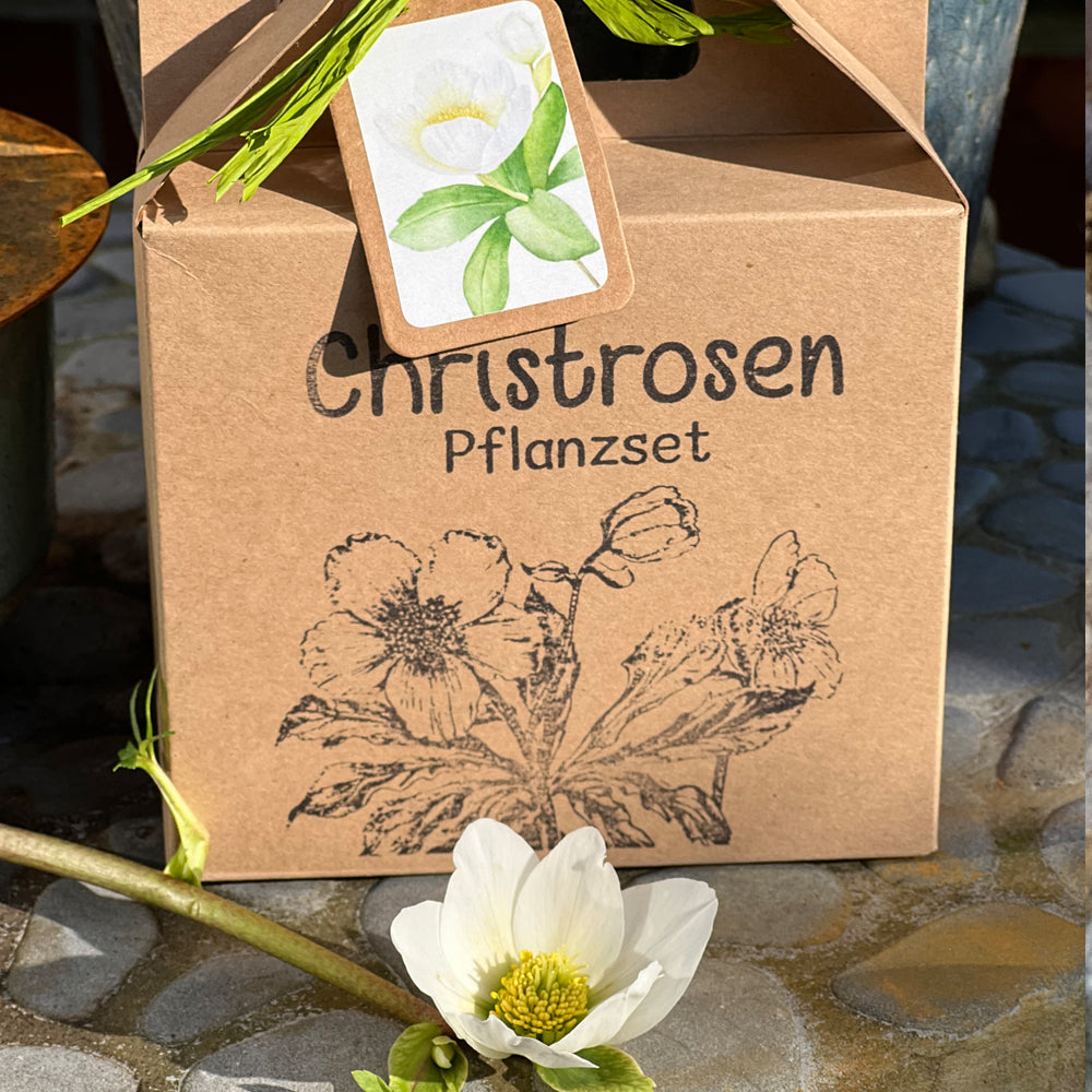 Christrosen Anzuchtset für blühende Winter