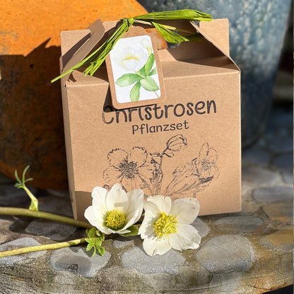 Christrosen Anzuchtset für blühende Winter