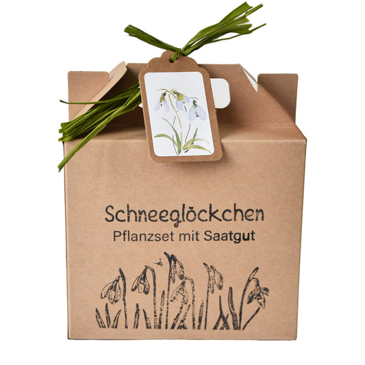 Schneeglöckchen Pflanzset mit Saatgut