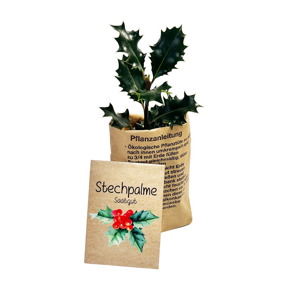 Kleiner Weihnachtsgruß mit Ilex Saatgut